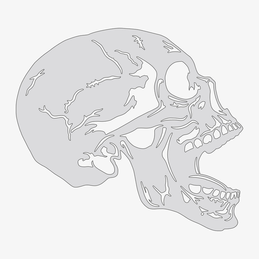 Human Skull #3